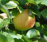 Arreskov æble